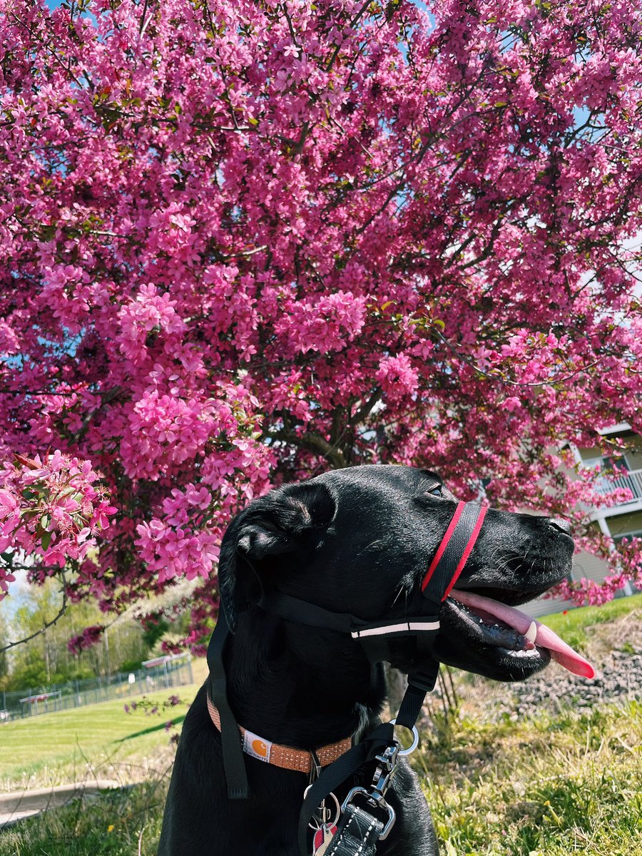 madi_knapp6's tweet photo. I can’t explain how hard it was to get these pictures but well worth it. 🌸 https://t.co/8xbYCtn3aG