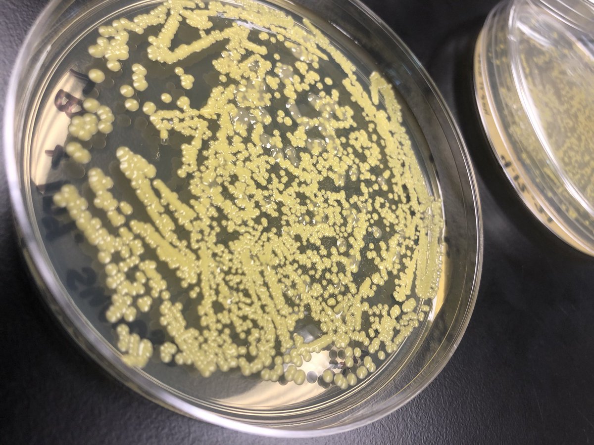 HCChen_Johnny's tweet image. Oops I’ve never thought the contamination would be such a big issue for me.....these bastards literally grew “on” my colonies 😂
#bacteriology #Labclass