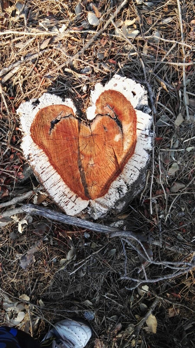 AmeliaAmeliaCAT's tweet image. El català és una llengua molt rica però envejo el &quot;Te amo&quot; del castellà.
T&quot;estimo ho pots dir a moltes persones, en canvi Te Amo, només a una.
Alguna idea? #Testimo