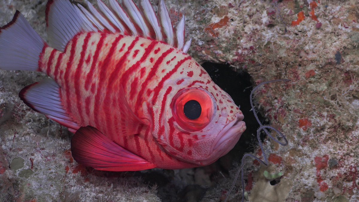 The Deepwater bigeye (pristigenys meyeri) is named pretty literally: they are deepest dwelling of the bigeyes. This individual was seen at #AshmoreReef during the #TwilightCoral expedition. #ROV #SuBastian Livestream later today - watch for more reef surveys!