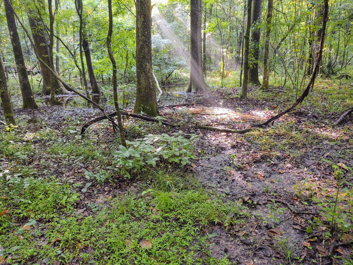 igotflowerpower's tweet photo. @Bryo_phyte_me led our group through a transition of ecosystems throughout the main trails of the preserve, from sandhills to sinkholes, within one mile! Changes in the flora followed changes in space! The number of #smilax buds was pretty enticing @ecologistash! @FloridaMuseum https://t.co/2AFEmfRmUe