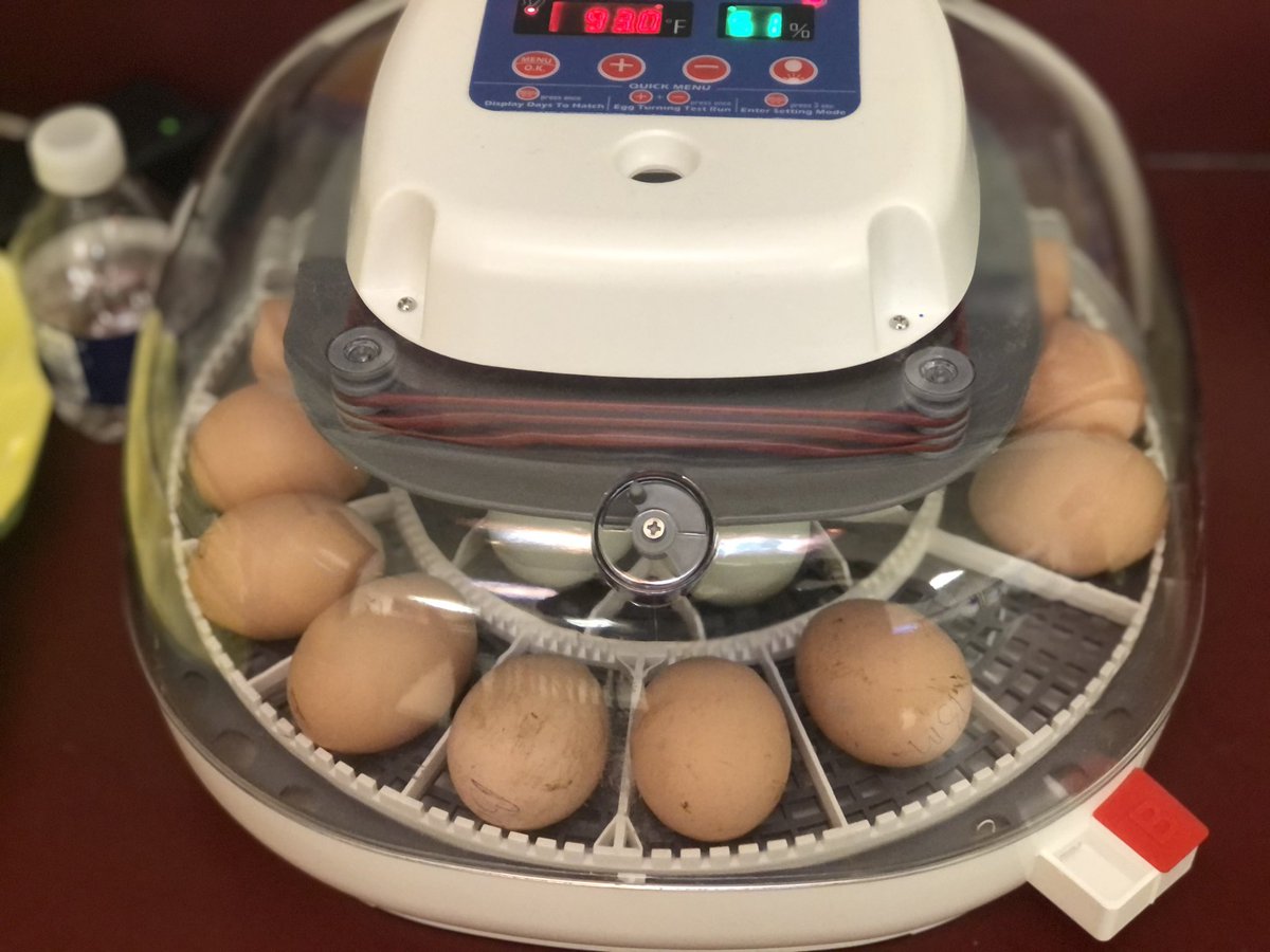 Eggs in the incubator! So egg-citing!@StefiWickers41 <a href="/BFESBobcats/">Birmingham Falls ES</a> <a href="/principalwebb/">Don Webb</a>