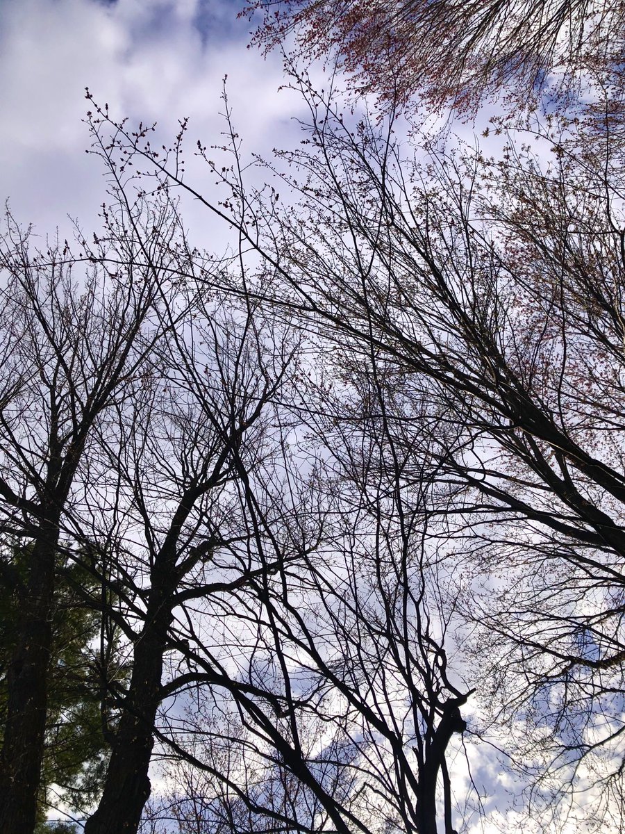 Buds! Won’t be long now!! #theviewfrommyoffice #tvfmo #Ottawa #nature #photography #Mondays #trees #maples