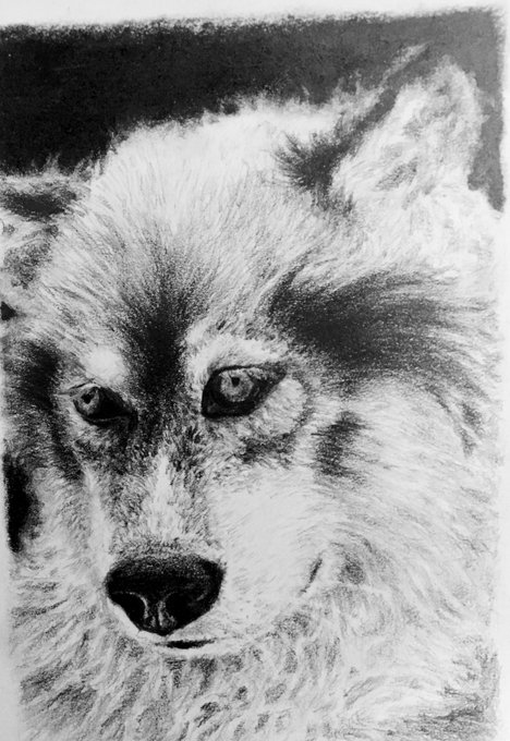 犬のtwitterイラスト作品 犬のtwitterイラスト作品