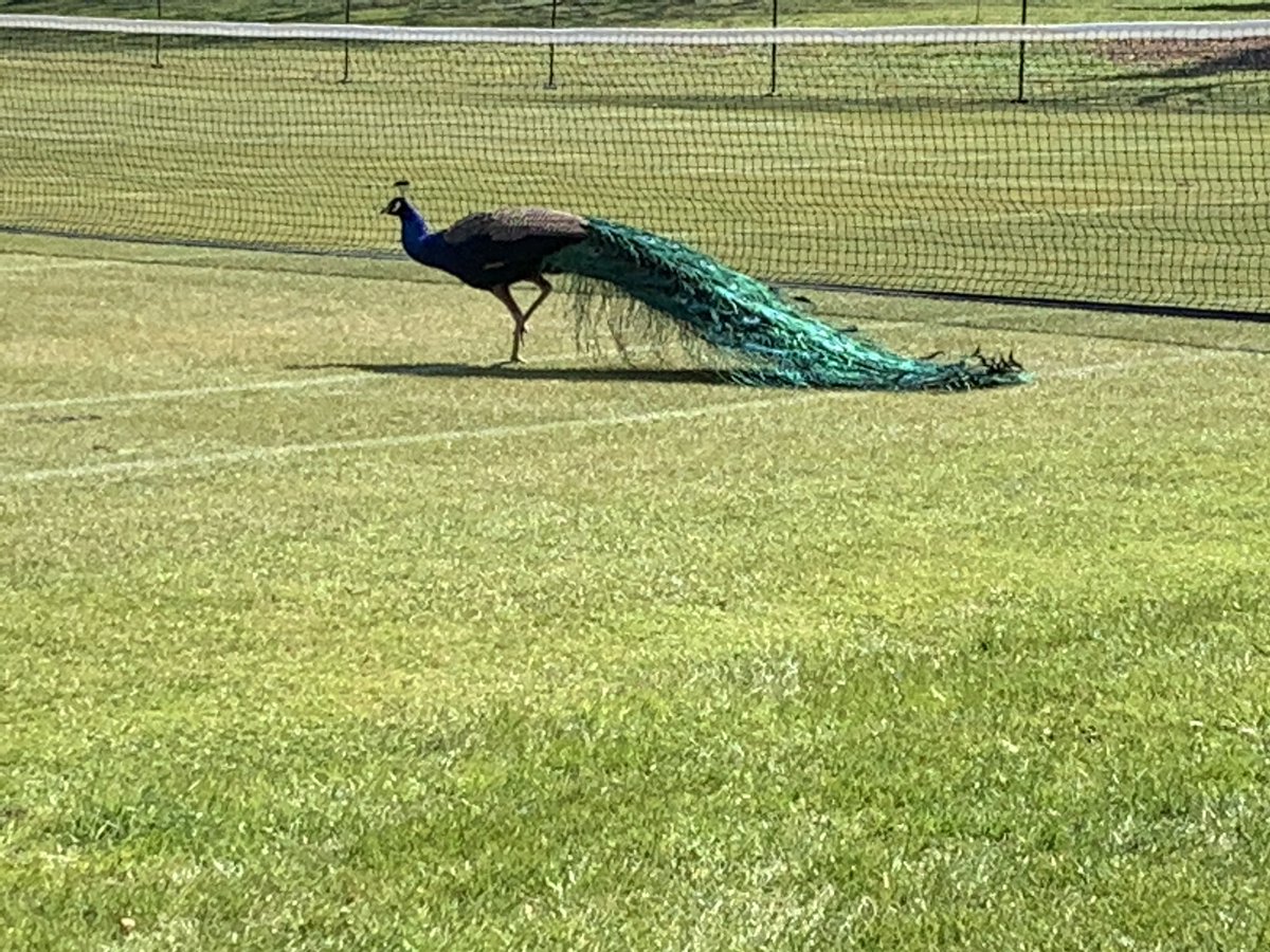 Great to see Ronaldo was inspecting the Chapel Courts before the start to the summer term <a href="/FelstedSchool/">Felsted School</a> <a href="/ronaldopeacock/">Peacock</a> #felstedfamily #felstedinspires