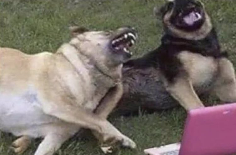 « il mord pas tqt » 

puis jlai mordue