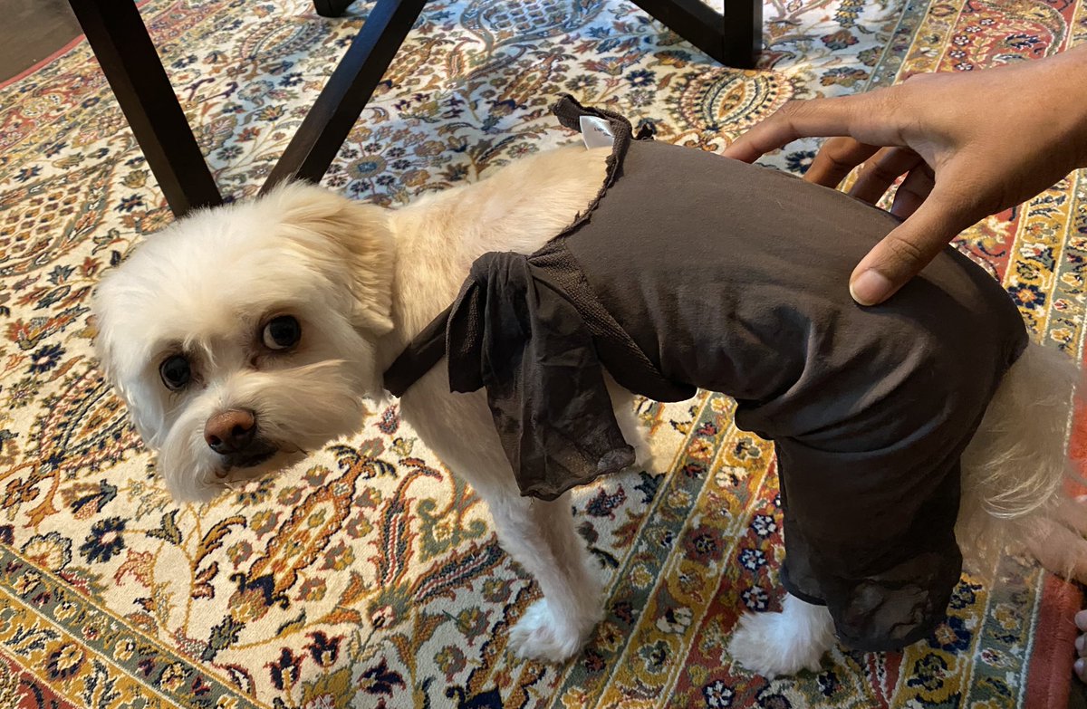 So Darcy has this cut on his leg and he hates the cone and donut and so we made him overalls so he won’t bite at it and I am crying he looks like an extra as a street urchin in a Dickensian miniseries