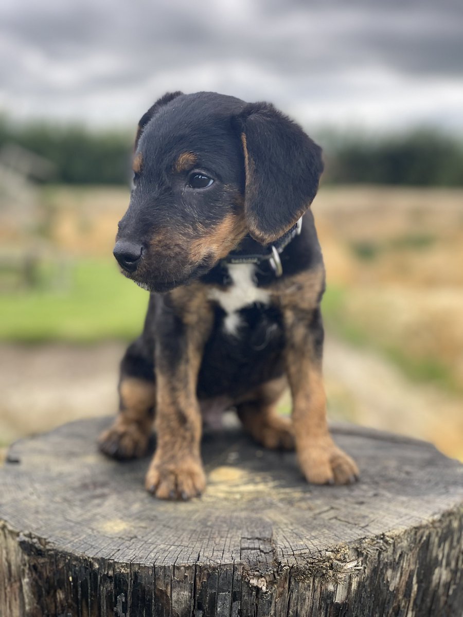 char_grinter's tweet photo. https://t.co/ZsmIG8v4Pc

If everyone could vote for Rex, he would love it 🐾 😘 https://t.co/bRGvdELkGI