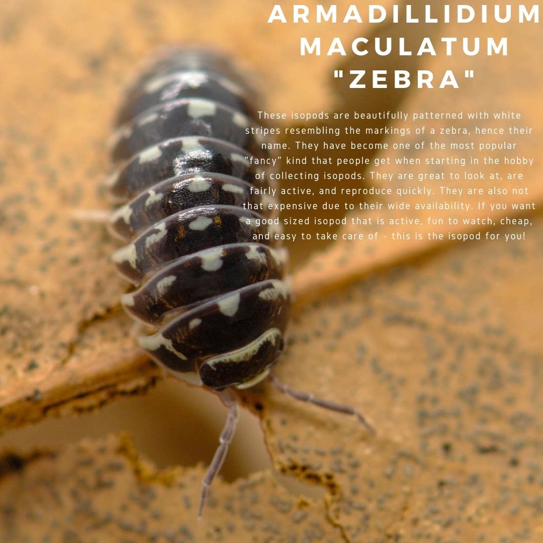 isopodist's tweet photo. Check out one of our favorite isopods! 

📸: @sc.herpetoculture

#isopod #isopods #isopodsquad #isopodsource #isopoda https://t.co/GtK2pYGTSg