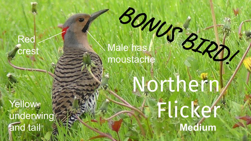 Check out our updated #bird resources page:
schools.wrdsb.ca/environmental-… Now with ✨Bonus Birds✨ like this Flicker! #backyardbirds #CitizenScience Observation submission form opens #EarthDay2021 April 22nd.