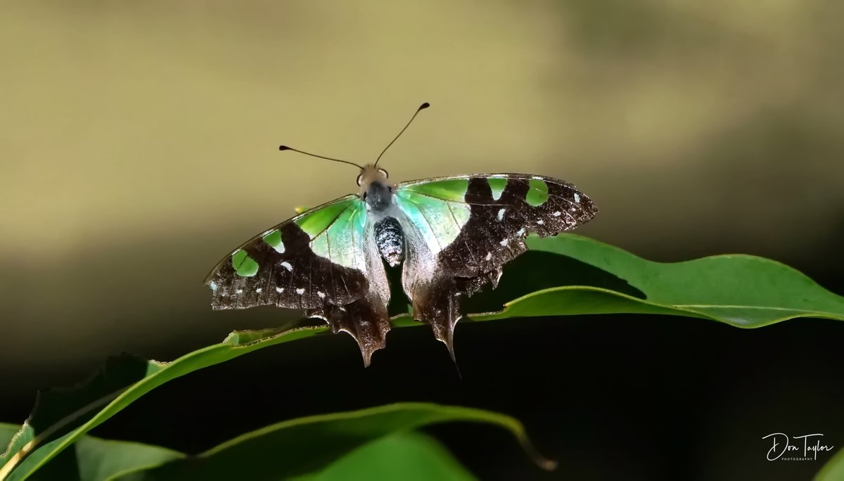 Canberra Nature Map featured sighting: Macleay's Swallowtail or Graphium macleayanum at ANBG from dimageau: canberra.naturemapr.org/sightings/4379… #NatureMapr #insect #butterfly <a href="/CitSciOZ/">Australian Citizen Science Association</a> <a href="/ausbutterflies/">Butterflies Australia</a> <a href="/ANBG/">Australian National Botanic Gardens</a>