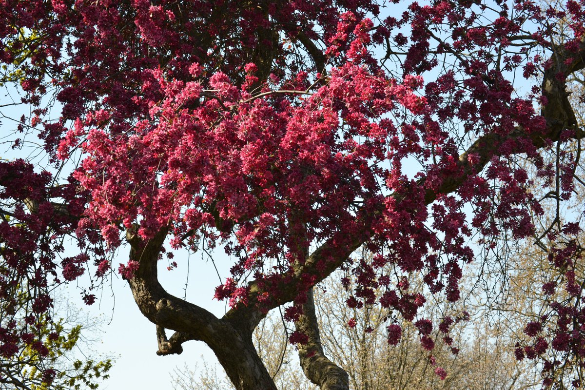 CamTrees's tweet photo. The most vibrant colours in #RegentsPark London #BlossomWatch #trees https://t.co/JioLRhkvQI