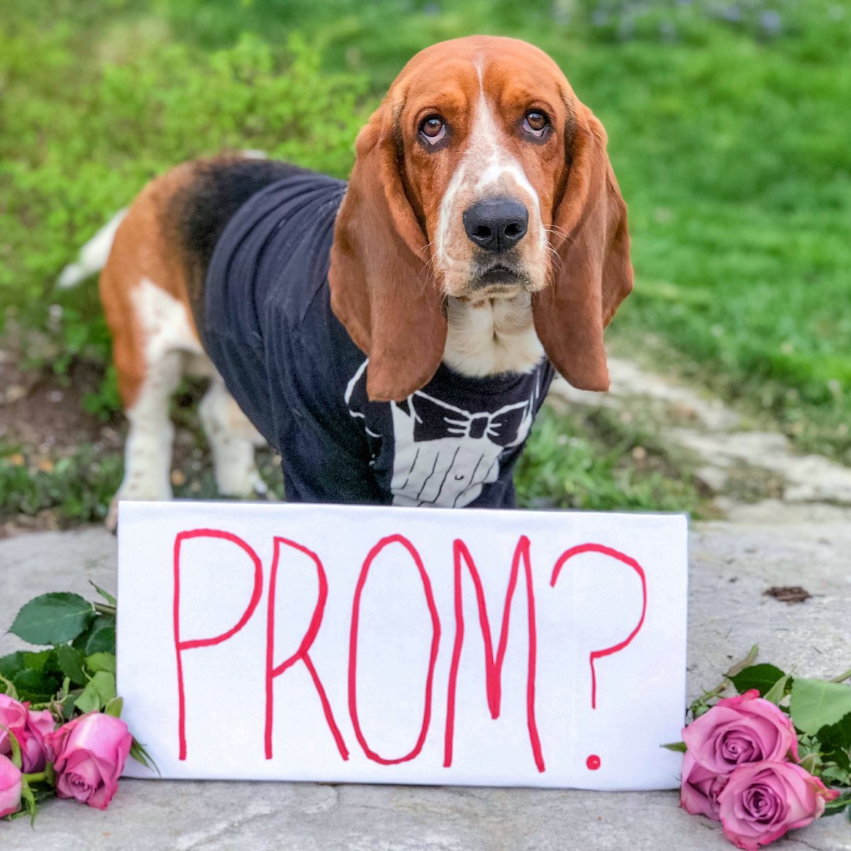 Are there any single ladies needing a date to Prom? 🌹🤵🏻‍♂️ #popthequestion #prom #date #promnight #promking #highschool #datenight #schooldance