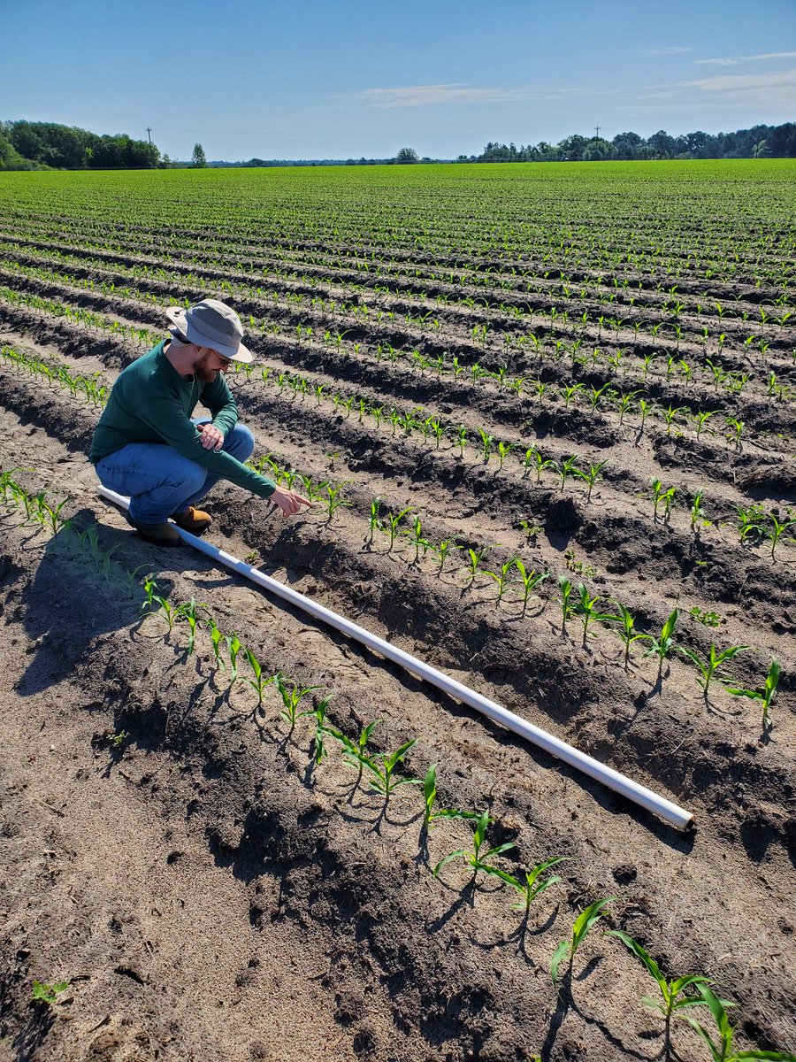 PrecAgEngineer's tweet photo. Stand counts in the corn #seedingrate #SMARTFarm research trial at the Expo this morning!! Luke Goodnight started his MS program today and will be co-advised by Dr. Bryant and I at the @UGATifton Campus. #firstgraduatestudent #research21 #datacollection https://t.co/xNwLxksaSt