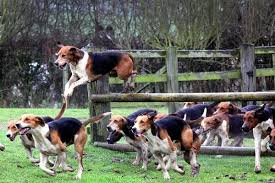 SVecrumba's tweet photo. @alamanecer Cute! Dog pic of the day is the affectionate, gentle English Foxhound. He loves to run &amp; has great stamina &amp; is so driven by primal instinct for pursuit that not much else interests him. So, even tho' these are magnificent dogs, rarely kept as pets. https://t.co/jZTUPe3KTh