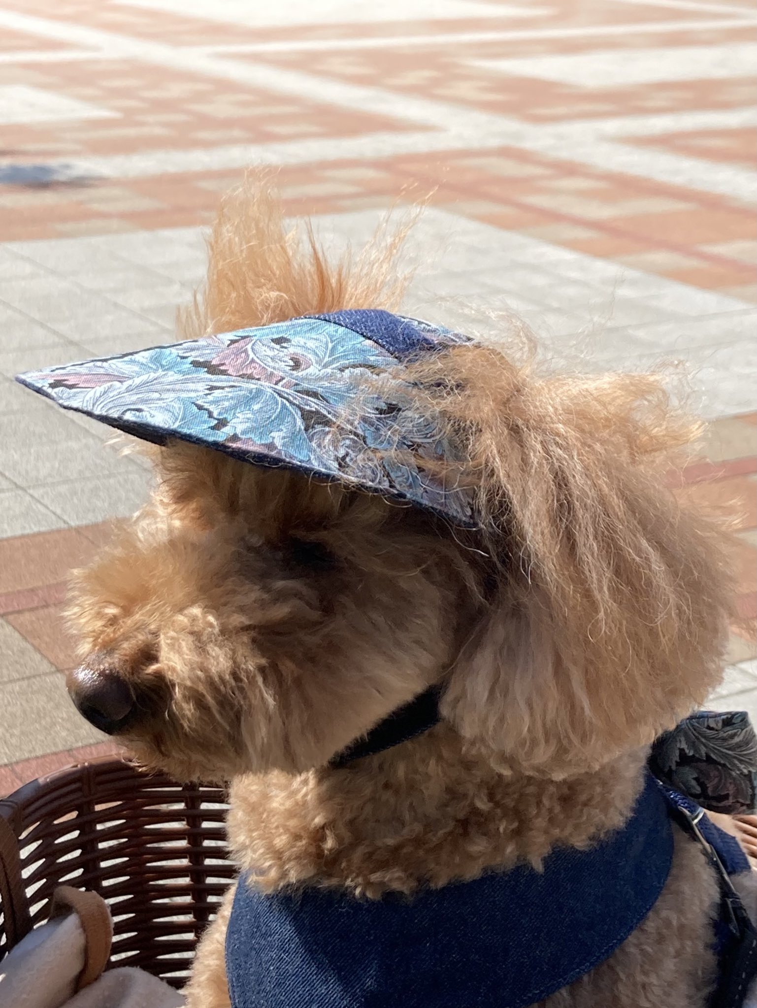 トイプードルらん 犬好き おはようございます 緑のトンネル 新緑が美しいですね 日差しが強くなりました 皆様お気をつけて 行ってらっしゃ い トイプードル 犬好きさんとつながりたい 手作り帽子 キャップ T Co