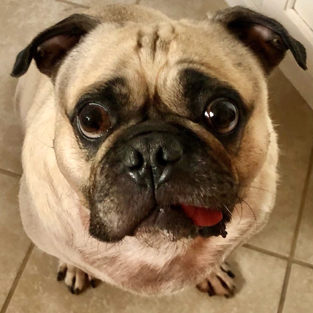 MaxiPugladiator's tweet photo. “HooMom, gimmie what you gots! In case you forgots, I’m not asking! So gimmie, please!” 🥸-Max
#max #pug #dog #pugladiator #eat #maximusaurelius #food #foodie #foodislife #foodislove #foodrocks #ilovefood #eathealthy #eatclean #givemefoodhuman #mom #momlife #snack #snacktime 💖 https://t.co/AangYOnOHv