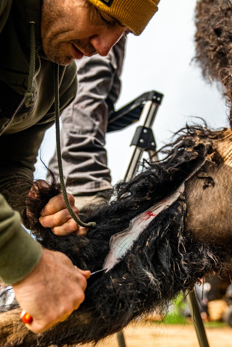 TimKennedyMMA's tweet photo. There is no better way to feed your family. This is real “grass fed”,  real “organic”, real “free range”, and kinds of “wild”. This is not some ad word or marketing gimmick to raise the price. Just real food. #easydoesnt thanks @gerbergear 
@forceofnaturemeats 
@roamranch https://t.co/qf8WIHddnP