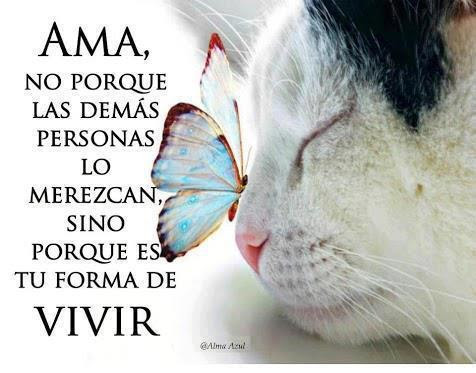 yosoydespertar (@yosoydespertar) on Twitter photo 