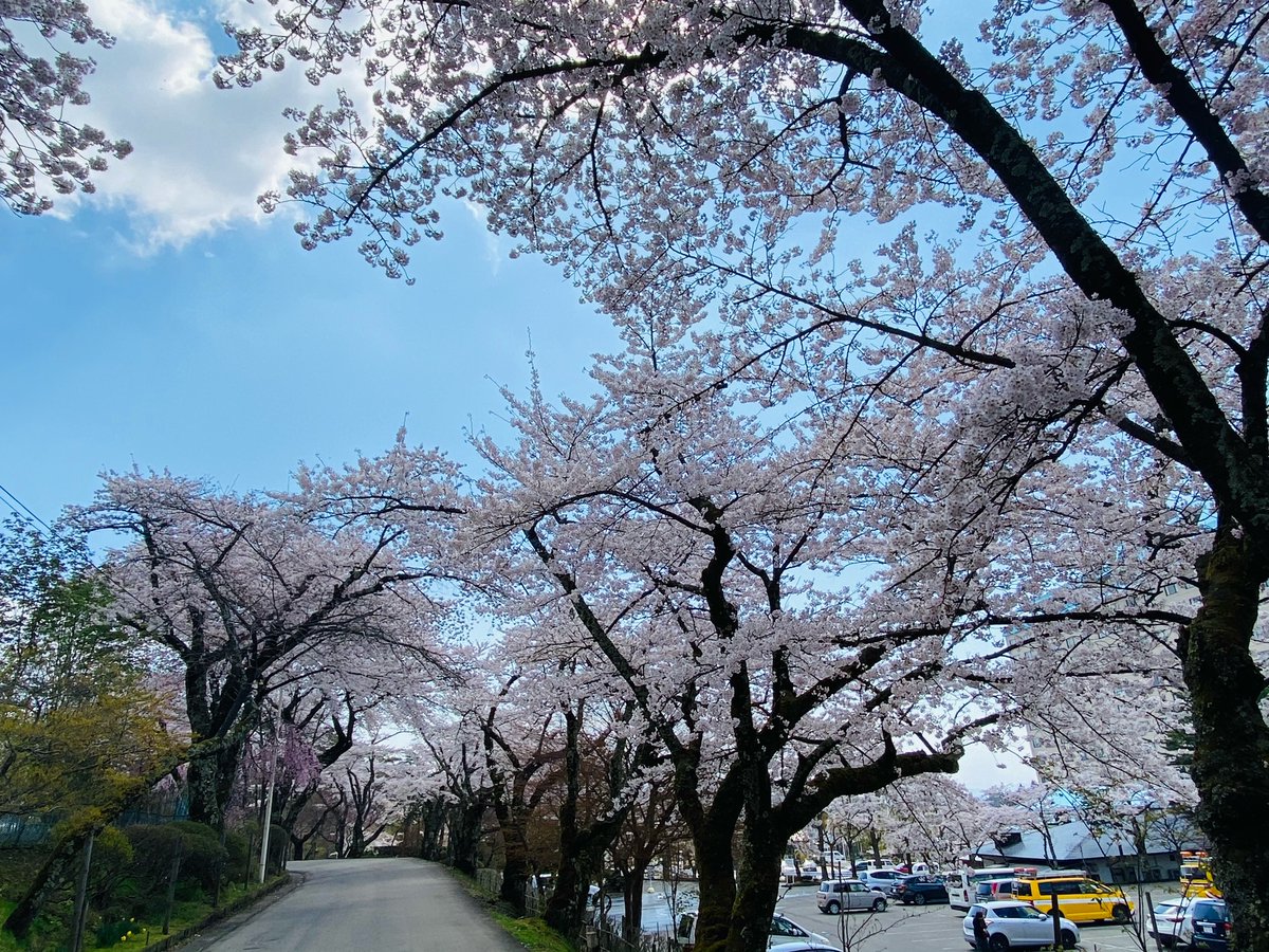 エフエム岩手 花巻温泉presents Hana On 私に教えてください 花巻温泉のいま 毎月第1第3水曜17時15分からoa 4月21日の放送もぜひお聴きください 花巻温泉の今日の桜の写真です 今週末が見頃になりそうですね Fmiwate 桜 花巻温泉