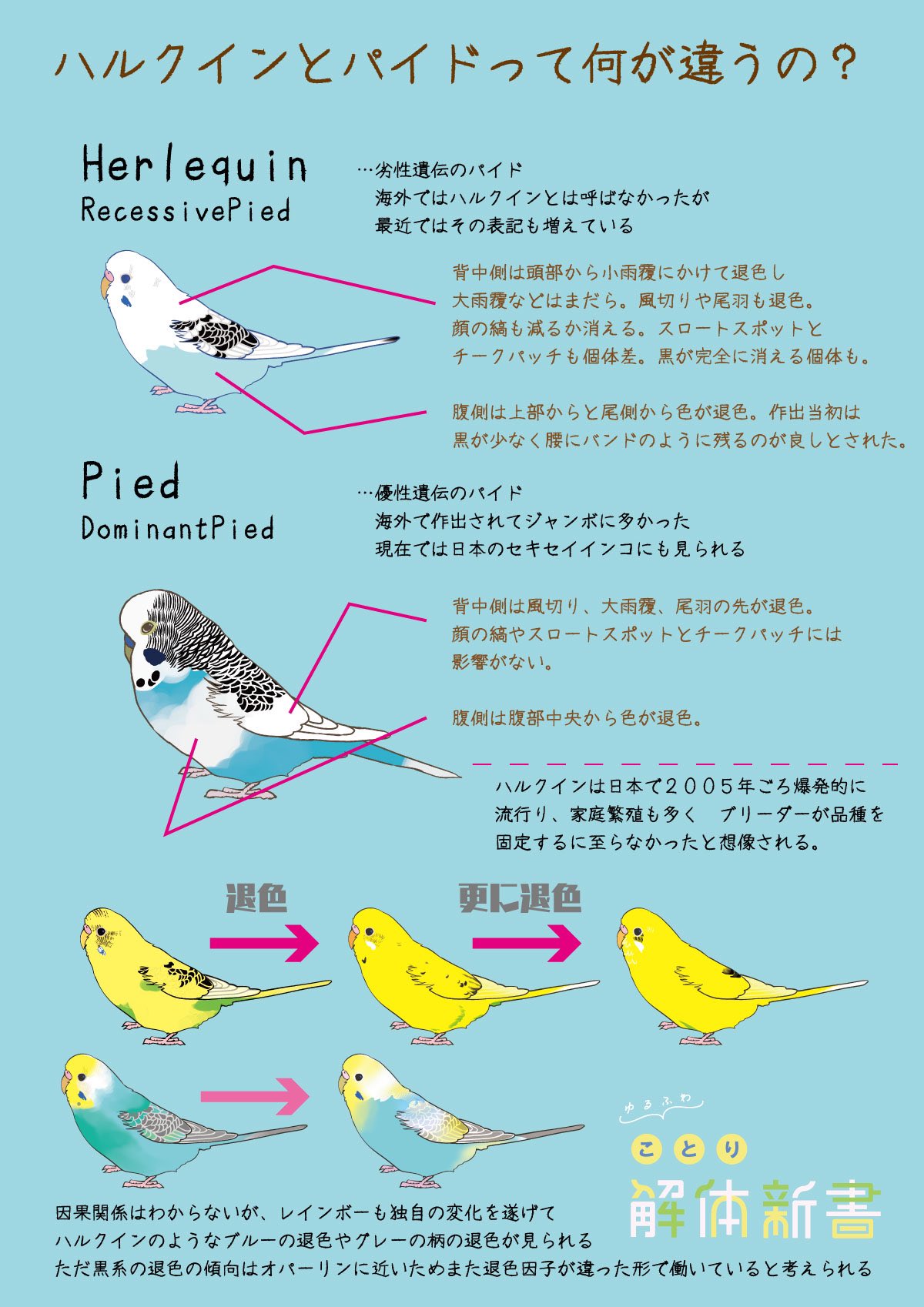 青いことり工房 ちびとふたりで そしてセキセイインコのパイドとハルクインの違い オパーリンの見分けかたなど 黒色メラニンに作用する因子の解説をまとめました 後日ファンボックスにまとめます ことり解体新書 インコ研究 T Co 青いことり工房 ちびとふたりで そしてセキセイインコのパイドとハルクインの違い オパーリンの見分けかたなど 黒色メラニンに作用する因子の解説をまとめました 後日ファンボックスにまとめます ことり解体新書 インコ研究 T Co