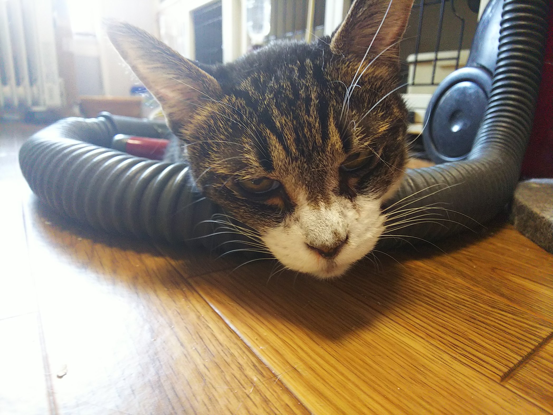 猫カフェ 猫まるカフェ別館 Nekomaru East Twitter