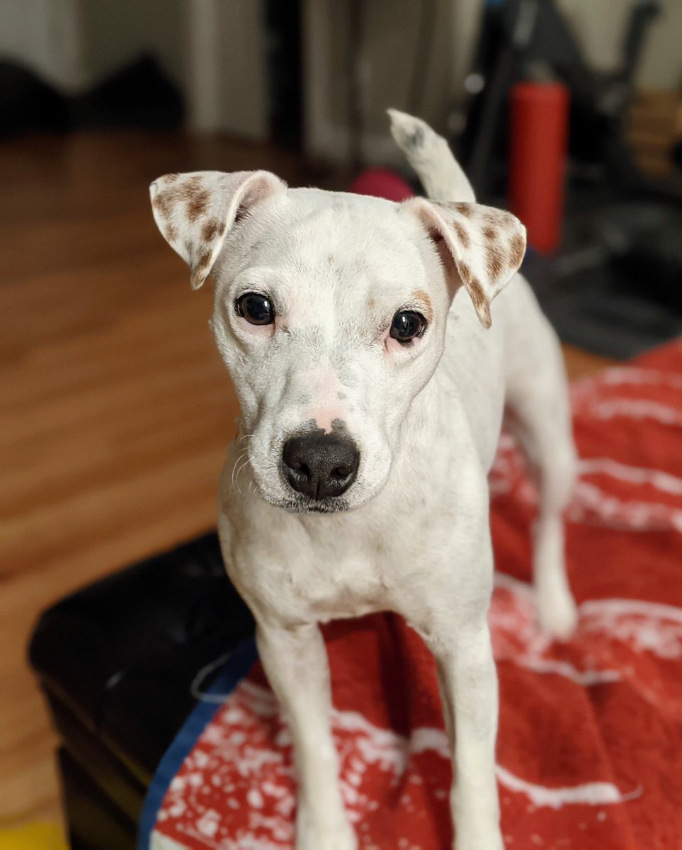 Lucy Does It 🐶🥰#LucyDoesIt tweet media