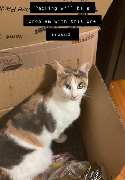 This one thinks that the boxes are for her. https://t.co/U8CrfBfTa1