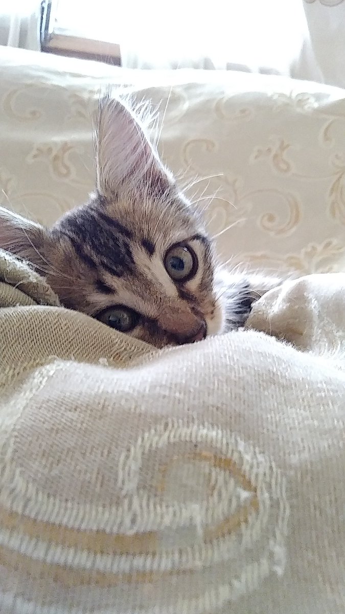 followers_grati's tweet photo. GANA SEGUIDORES GRATIS
 1. SÍGUEME
 2. SIGUE A MIS 15 ÚLTIMOS SEGUIDORES
 3. LOS DEMÁS HARÁN LO MISMO Y   OBVIAMENTE TE SEGUIRÁN
4. DISFRUTA TUS SEGUIDORES 😍

(Foto de mi gatita para no ser ignorada)
#AnimoPgod #efectoLasso #BTS https://t.co/nhHmHSChRa