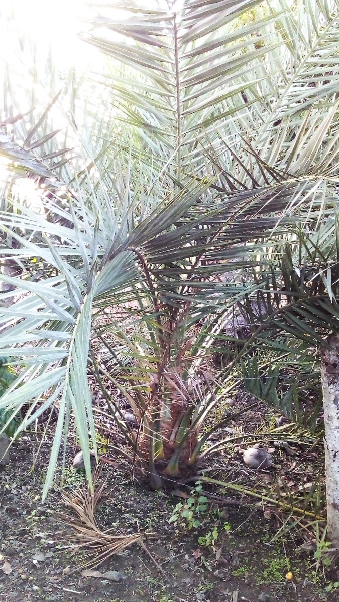 ¡Palmeras datileras 6 años! 
Modo. "Siempre finca"