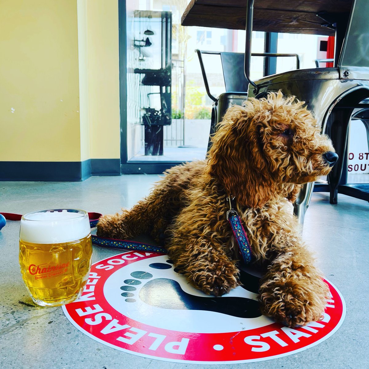 chainlinebrew's tweet photo. We love seeing your pups enjoying their time at the taproom. #taproompups #dogsofcraftbeer #beerdogs #iamnuggetbear #doodles https://t.co/X0V7hRQBYj