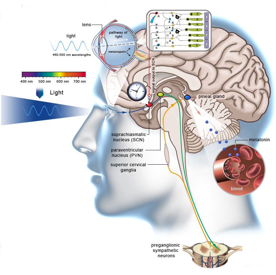 ALIGN YOUR CIRCADIAN RHYTHM Writers used to write in the sunlight or the candlelight but then the internet came and annihilated this. Sure, it’s way more convenient, but these blue light dopamine fixes leave us susceptible to stressors that decimate our internal compass.