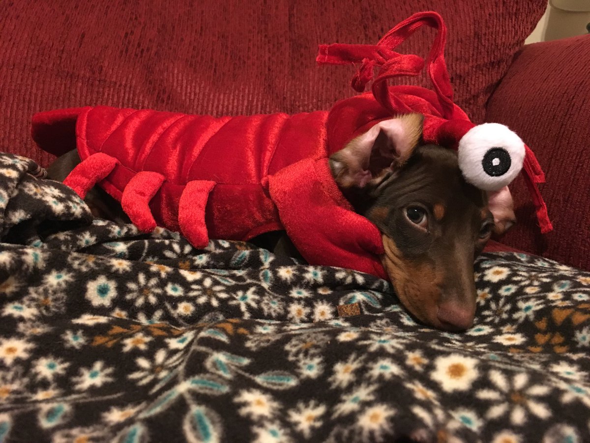 baby lobster (october 31, 2016)