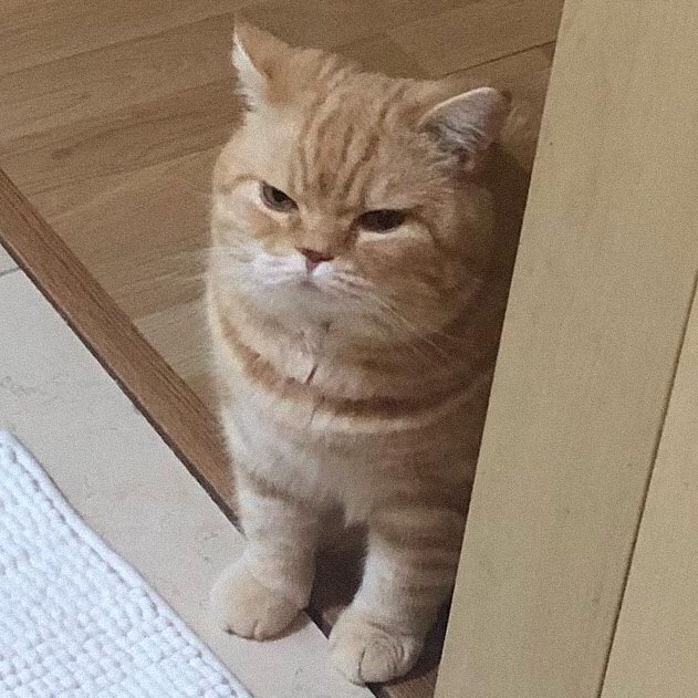 ตัวอ้วน ♡ tweet media