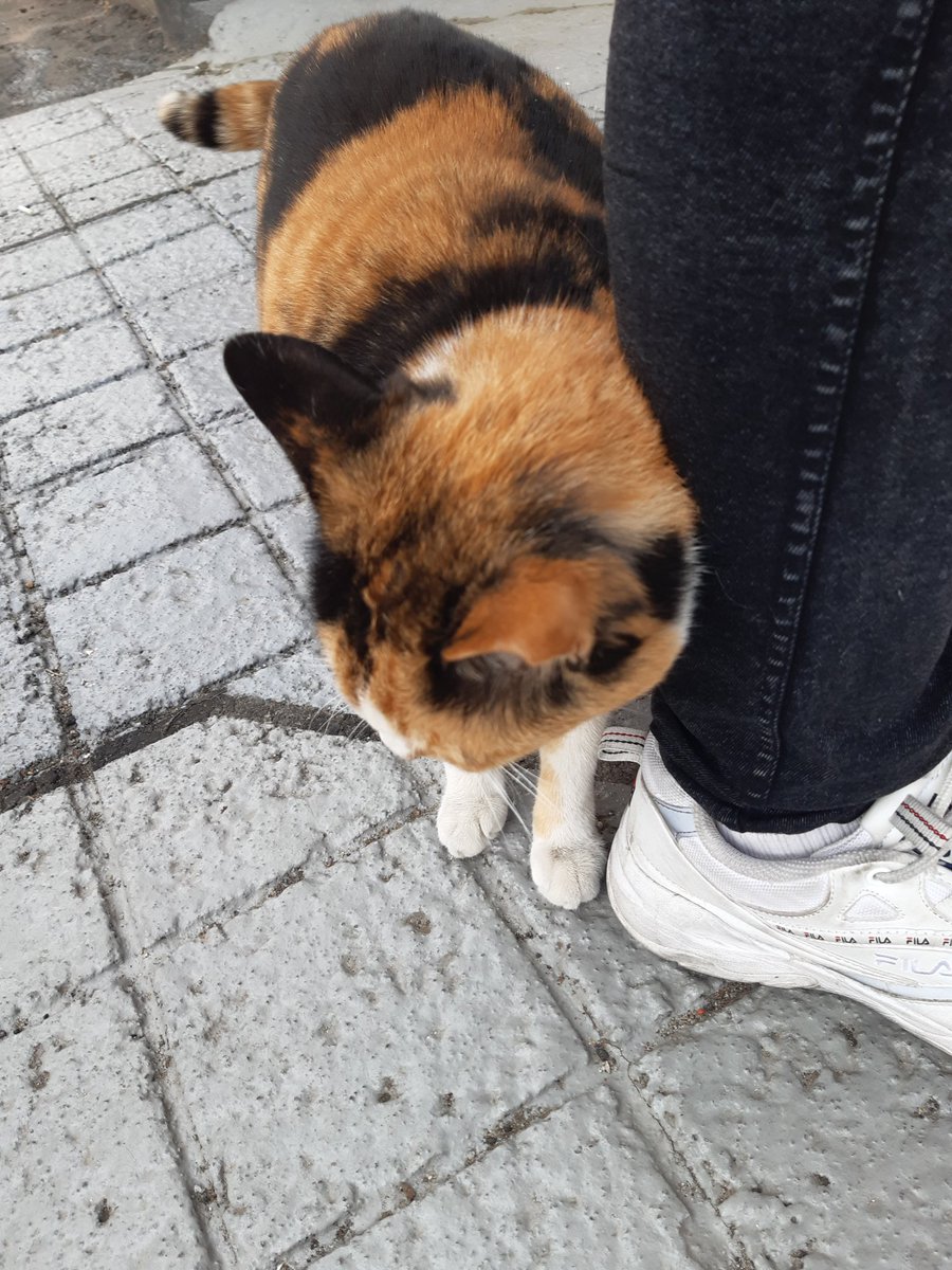 Yoon_2L_0215's tweet photo. 간택당한��같아
고양이에게 예쁨받고 잇어요 https://t.co/gfYitFWxoD