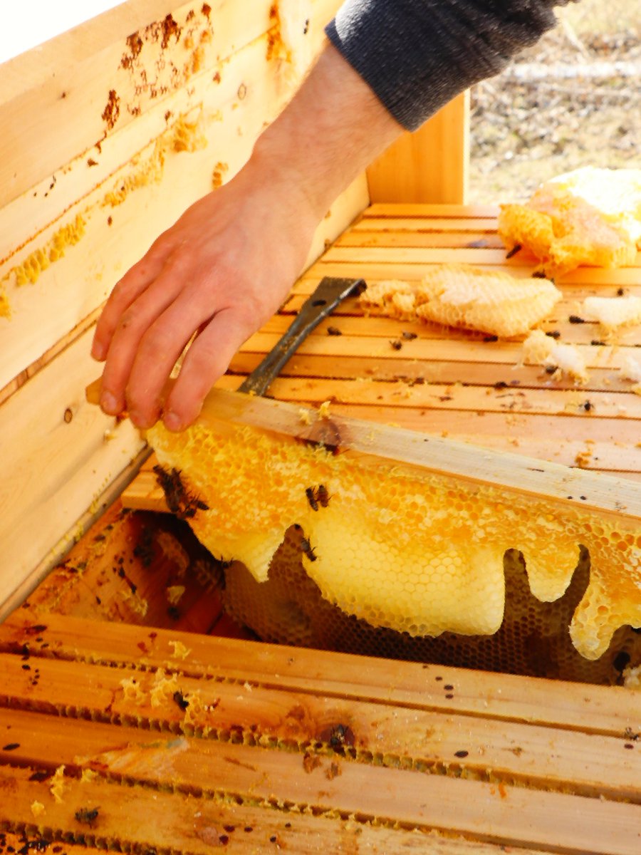 In this top bar hive, the worker bees build wax down from the top bars into a triangle shape, making natural beeswax sculptures in the process!