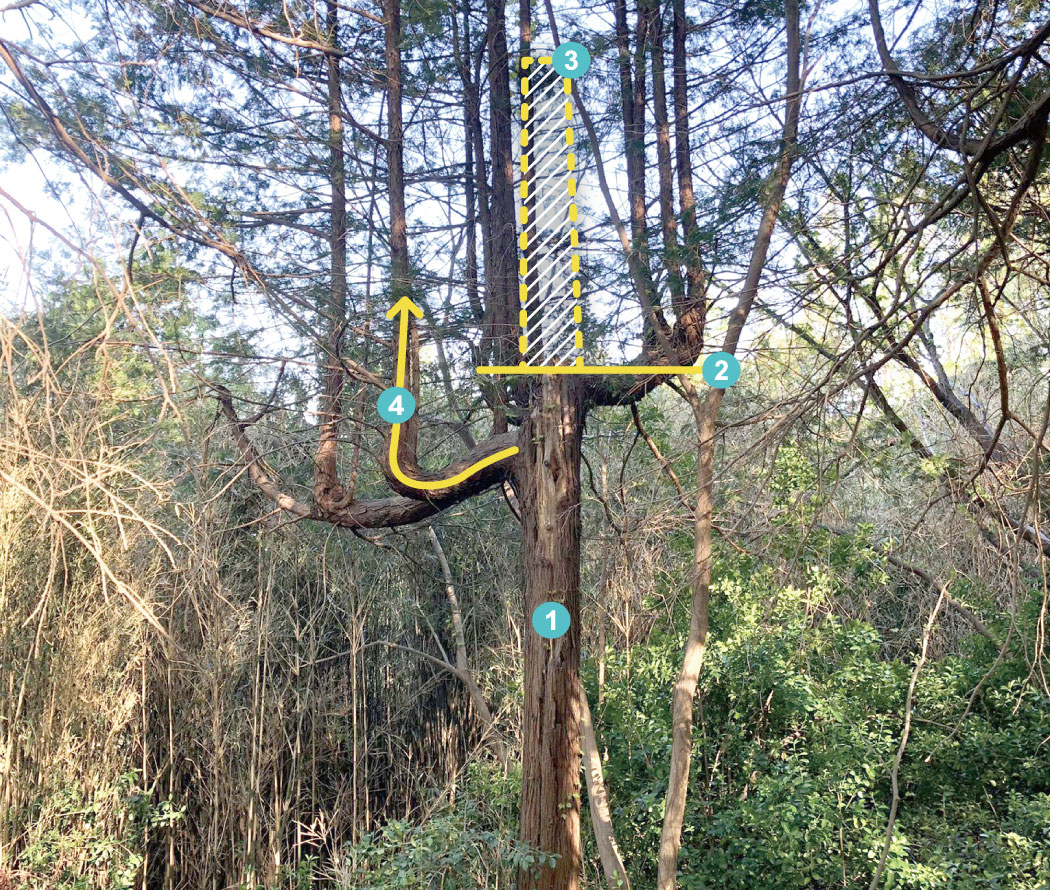 dog__sookie 안녕하세요 숙희 가족님~ 답변 드립니다! 보내주신 사진의 나무는 주간, 즉 주가 되는 기둥이 잘려 현재와 같은 형태 가 된 것입니다. 아래 사진> 1번 주간, 2번 잘린 부분, 3번 원래 생장했어야 할 방향,