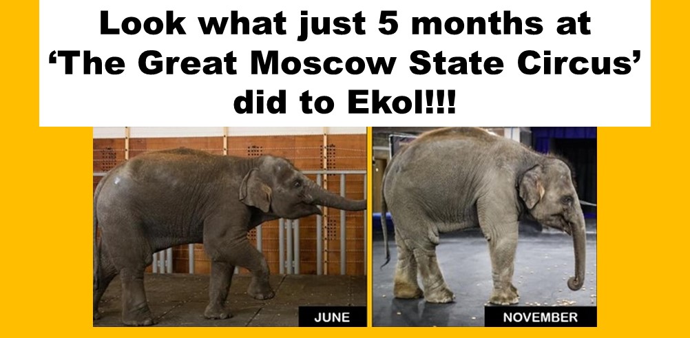 PilatesChris's tweet photo. @KremlinRussia_E @GovernmentRF Within a few months of arriving at @greatcircus_ru Ekol’s condition and demeanour had dramatically declined. This is NOT how a young elephant should live her life. PLEASE HELP!!! #SaveEkol https://t.co/jJvUVDH2Q5