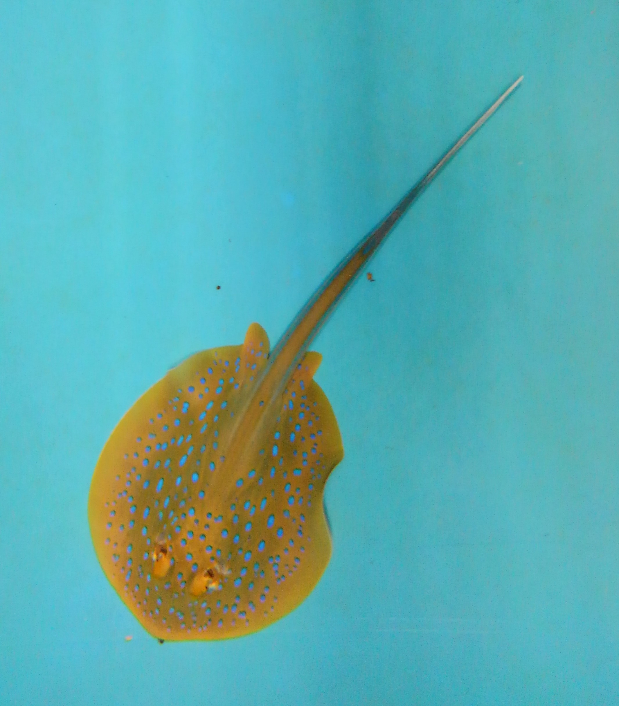 تويتر タル على تويتر Ogaaquariumgao ルリホシエイがかっこいい 綺麗な魚ですね