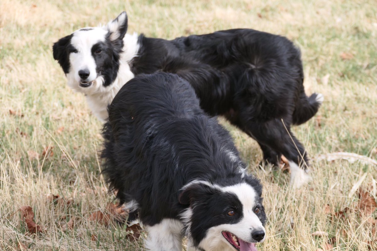 QFlyfisher's tweet photo. Border collie puppies 
#Puppies #bordercollies https://t.co/43j5Cd0vKY