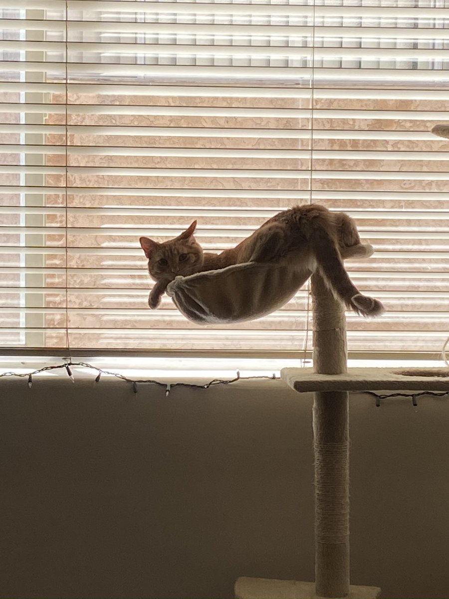 It’s Simon’s 3rd birthday..have you praised him yet today?