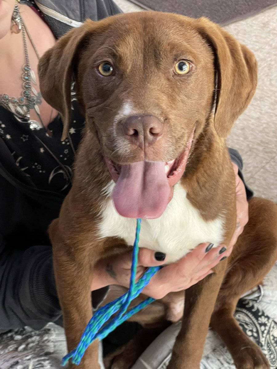 SouthsideSPCA's tweet photo. Check out the new kids on the block!  Meatball (left) and Bacon Bit (right) will be available for adoption soon!
https://t.co/gtijyB4EJH https://t.co/18rGFLmXee
