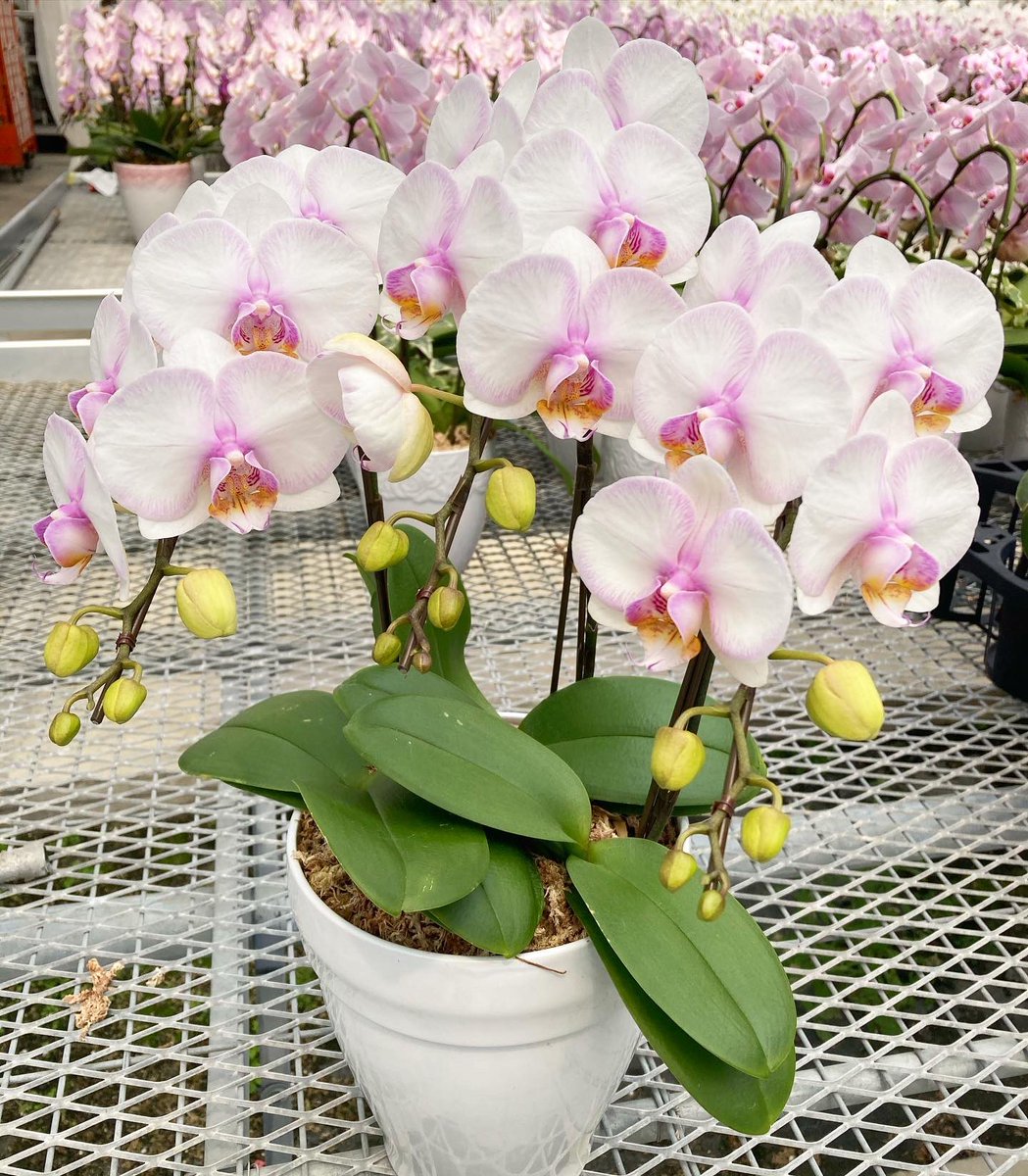 こちらは現在3本立ち8000円で販売中の『カリーナ』。初の販売品種です