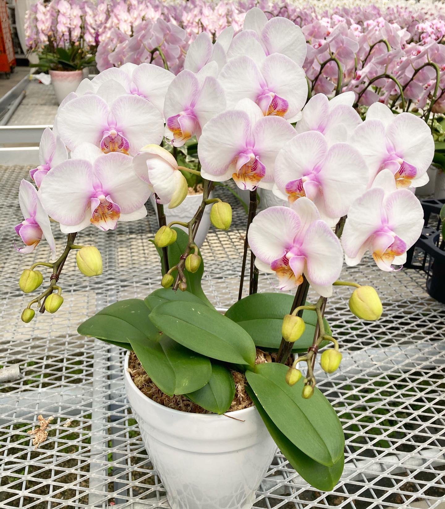 ファレノプシス 胡蝶蘭 カリーナ 胡蝶蘭専門農園 iファーマーらんぼ on X: 