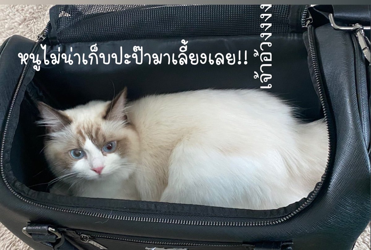 jibjibzc2's tweet photo. ความในใจของอาเม่ะถึงปะป๊า @bbrightvc #bbrightvc https://t.co/i5LUtCfv9f