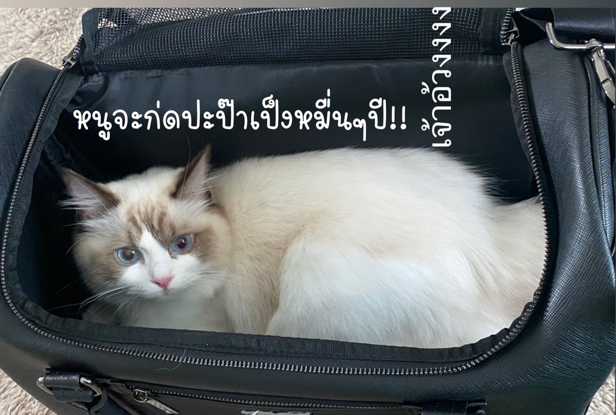 jibjibzc2's tweet photo. ความในใจของอาเม่ะถึงปะป๊า @bbrightvc #bbrightvc https://t.co/i5LUtCfv9f