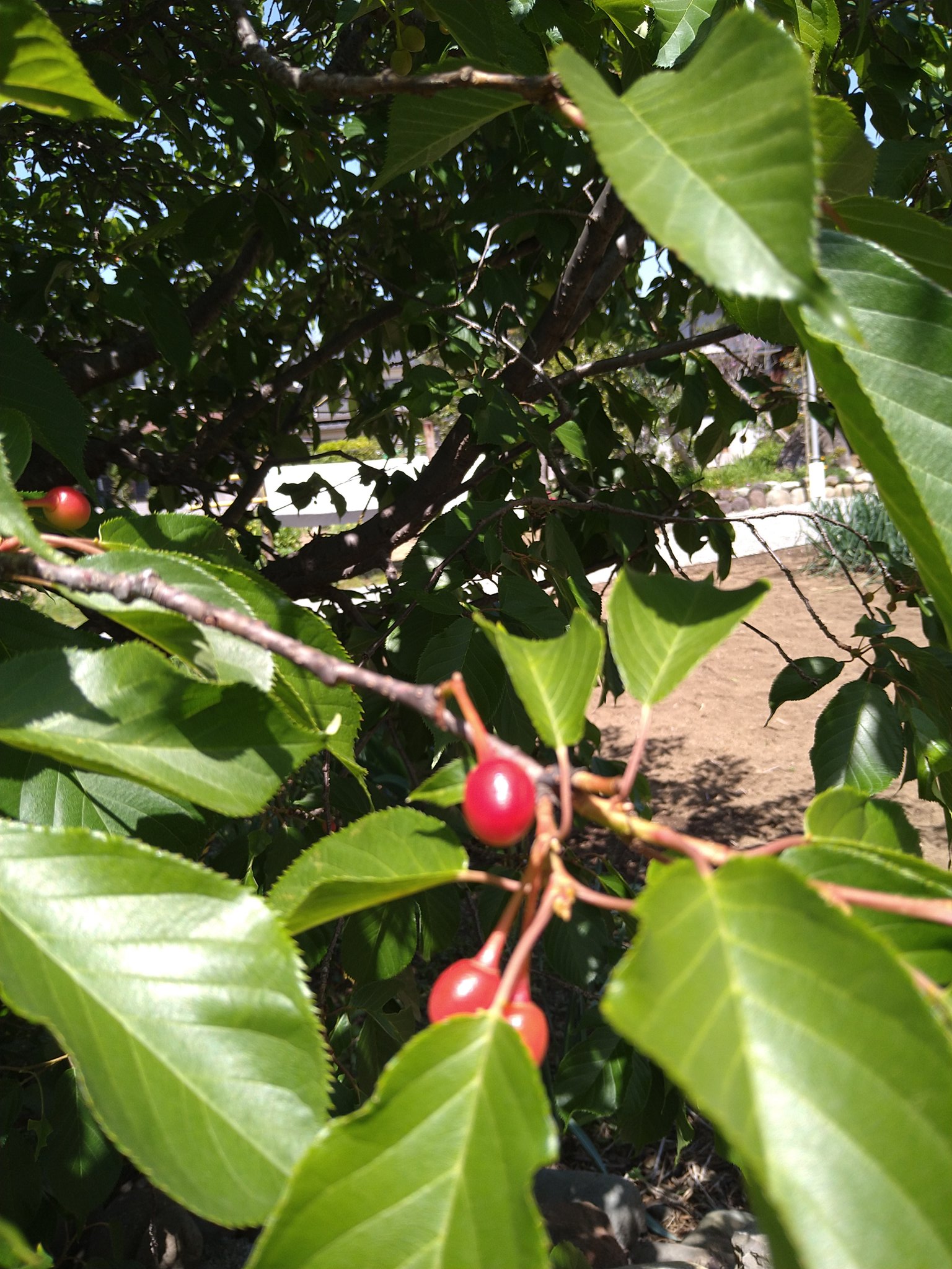 にこっち 河津桜が花のあと可愛い赤い実を付けてるよ さくらんぼみたいだけど 食べられるのかな T Co Gn0qva74pv Twitter
