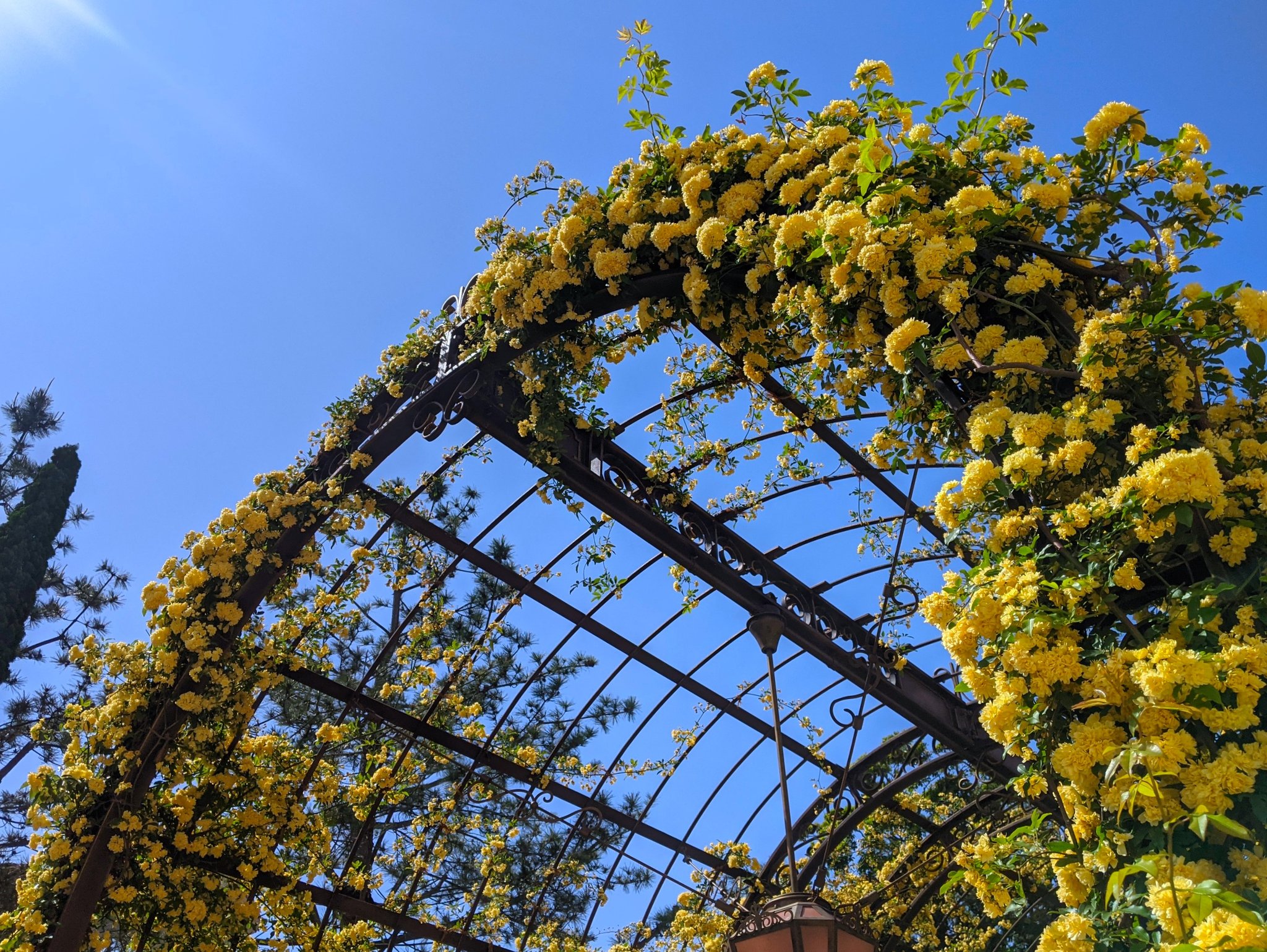 つむりシティ 舞浜を丸呑み 花々が美しい4月のシーの中でも ソアリンのモッコウバラアーチはまさに見頃 オープン時には蔦がまだ伸びてなくて枠しかないところから いずれ緑 や黄色 で天を埋め尽くす日まで想いをはせられるの ファンタスティック