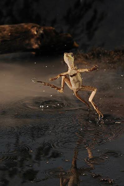 翁とかげ リザードマンvtuber 水上を走るトカゲとやらがいるらしいのでワタシも走ってみました