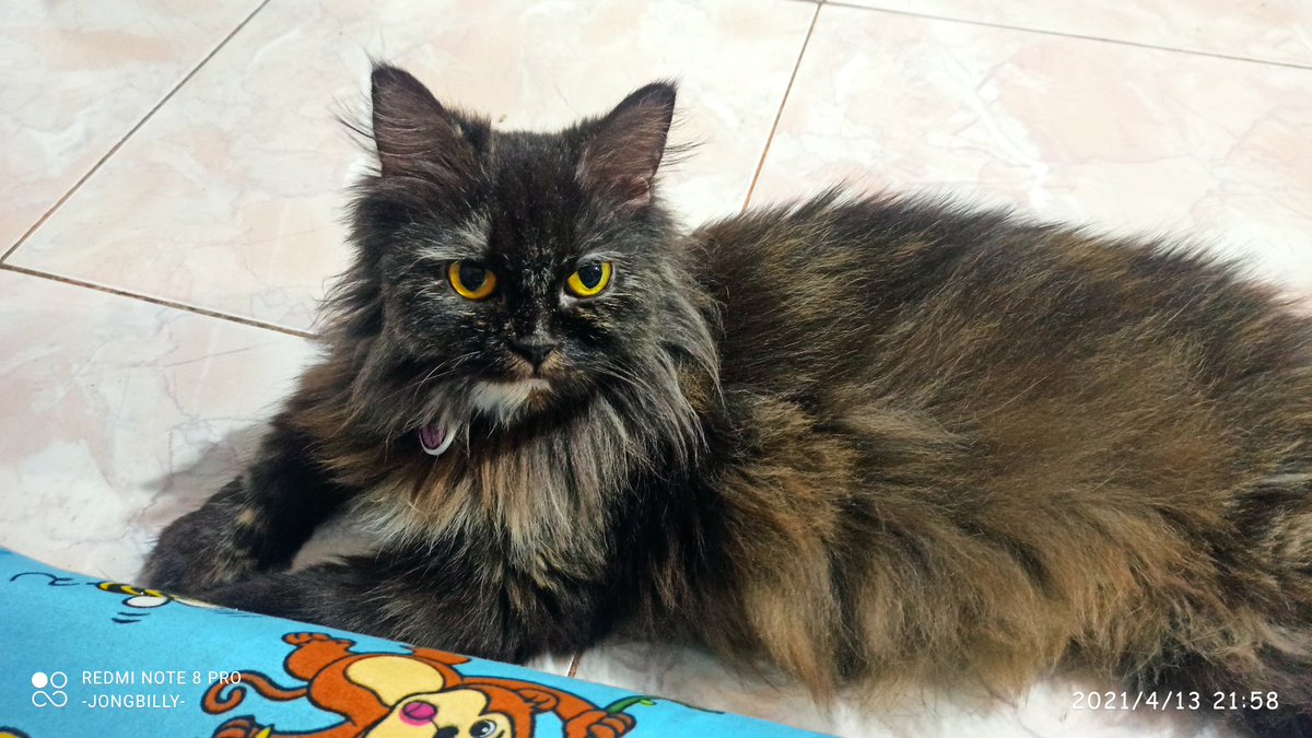 BlackCats Family 🍉🇵🇸 tweet media